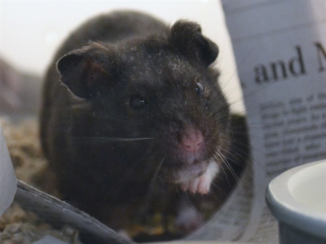 Hercules - Male - Other