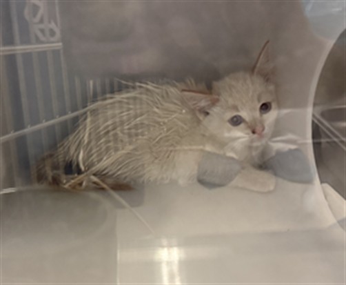 Queso - Female - Domestic SH
