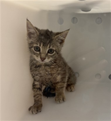 Salsa - Female - Domestic SH