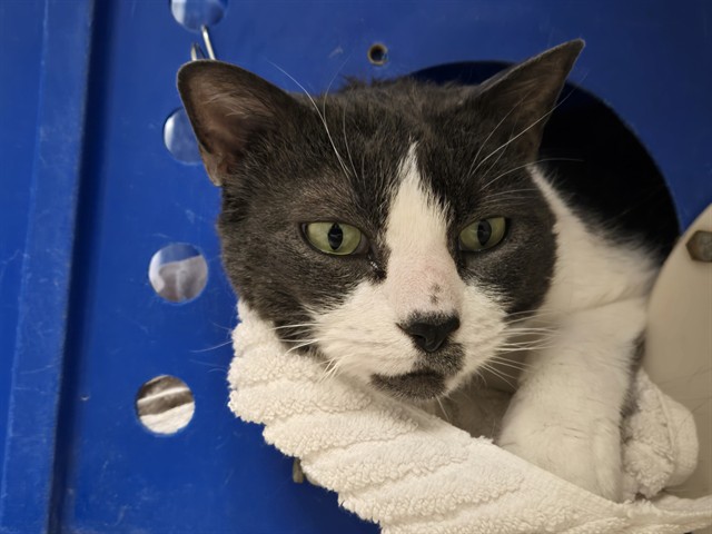 Sadie - Female - Domestic SH