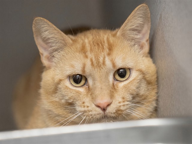 Dolce - Male - Domestic SH
