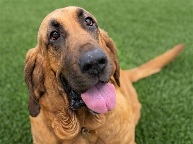Moonshine - Female - Bloodhound-Mix
