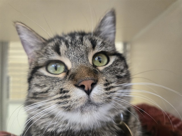 Emily - Female - Domestic SH