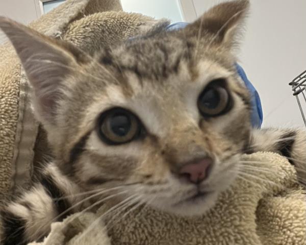 Carmen - Female - Domestic SH