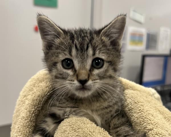  - Female - Domestic SH