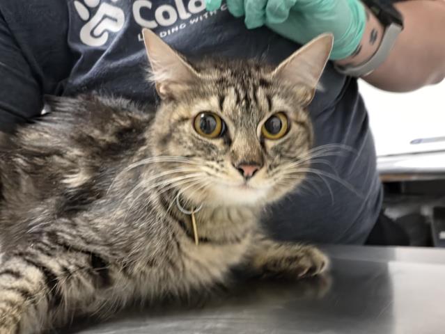  - Female - Domestic MH