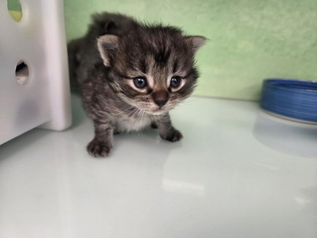  - Female - Domestic MH