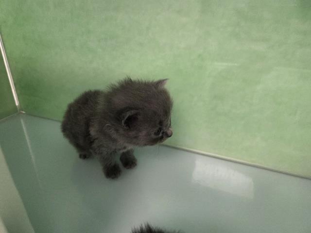  - Male - Domestic MH