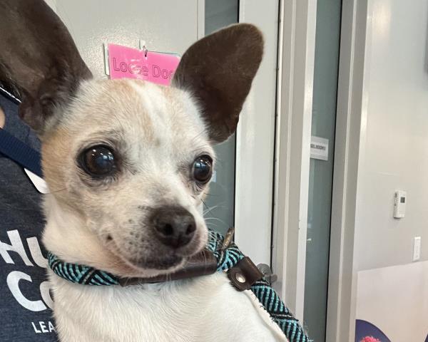  - Male - Chihuahua