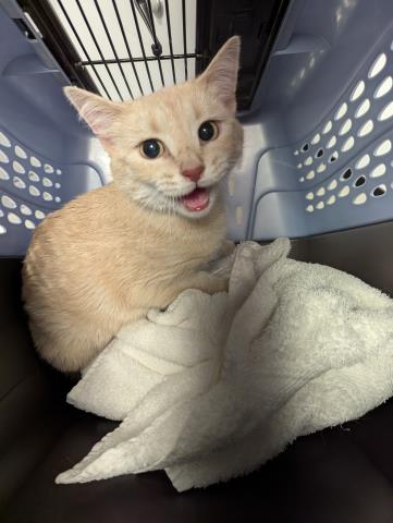 Custard - Female - Domestic SH
