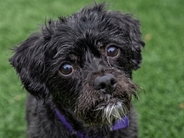 Prince Charming - Male - Nonspecific-Terrier