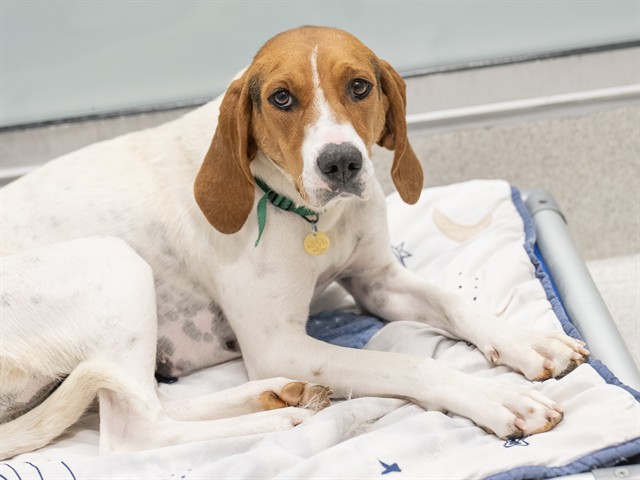 Lady - Female - Treeing Walker Coonhound