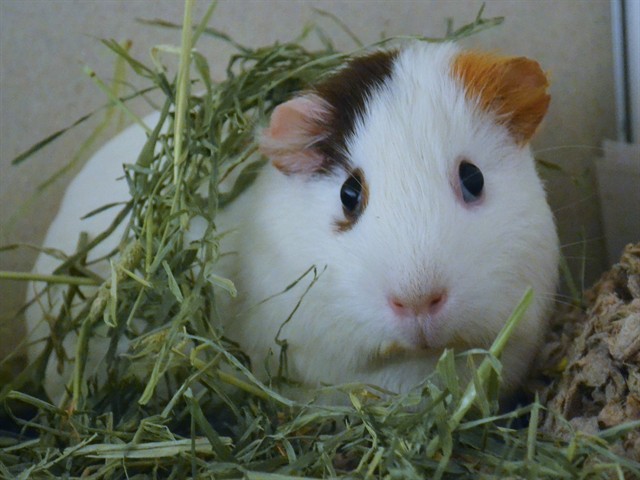 Fiona - Female - Guinea Pig
