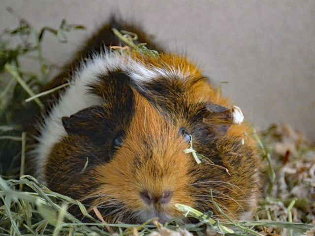 Mo - Female - Guinea Pig
