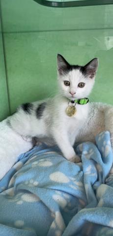Opal - Female - Domestic MH