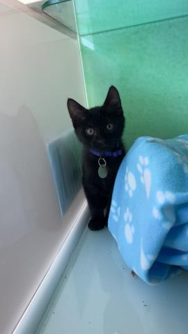 Obsidian - Male - Domestic MH