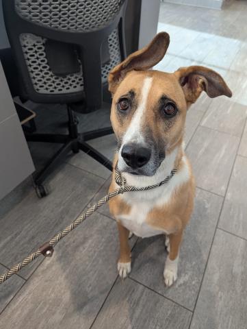 Ellie - Female - Nonspecific