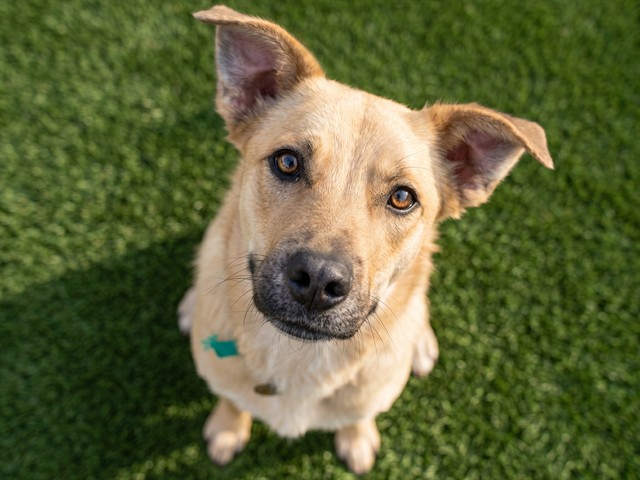 Bana - Female - German Shepherd-Mix