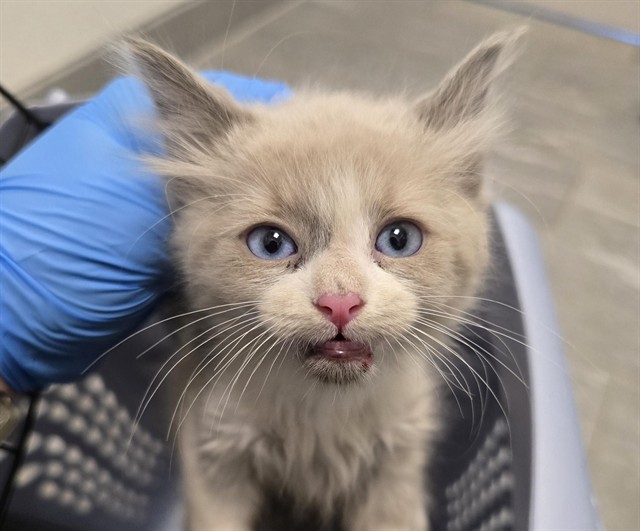 Stink - Male - Domestic SH