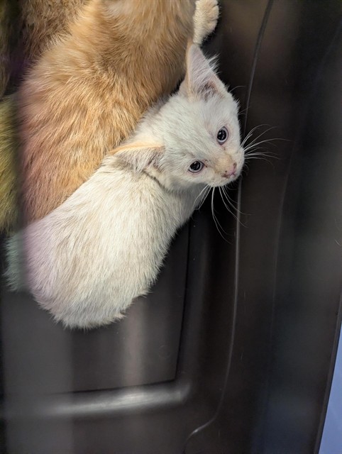 Sage - Female - Domestic SH
