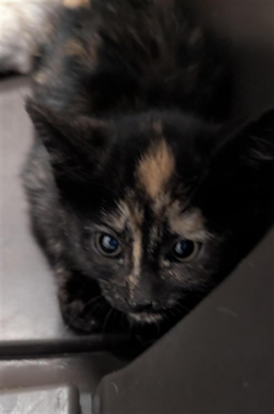 Rosemary - Female - Domestic SH