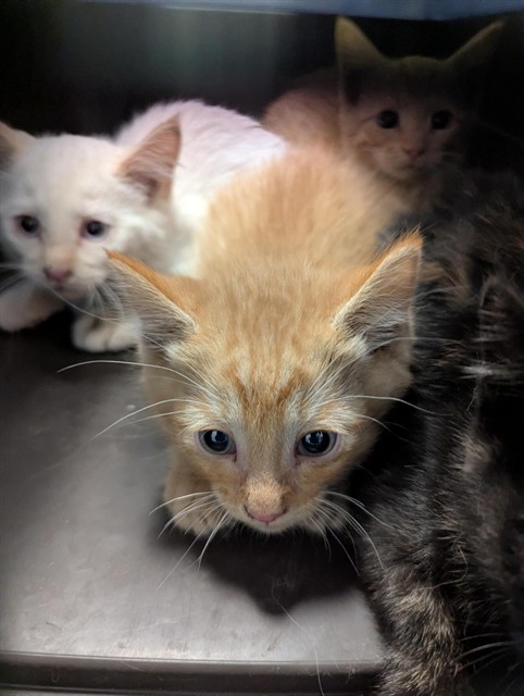 Basil - Male - Domestic SH