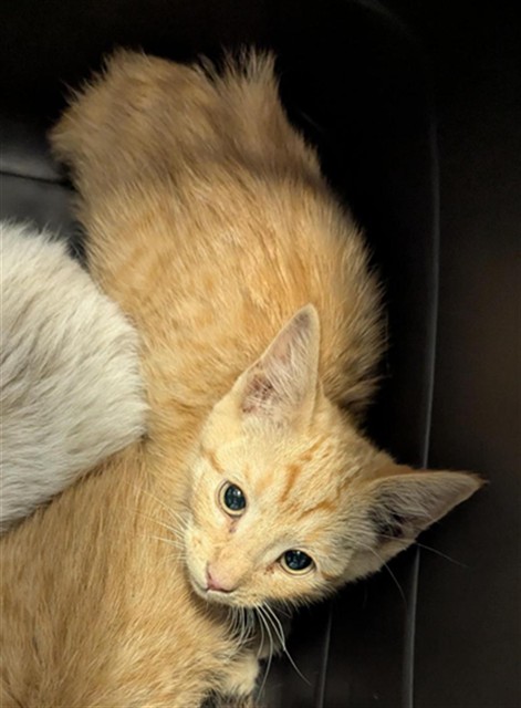 Thyme - Male - Domestic SH
