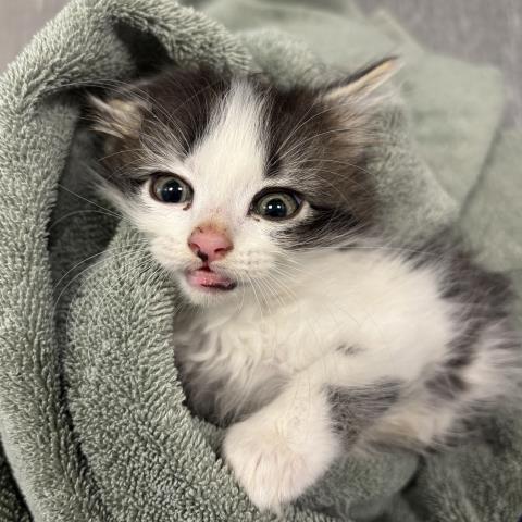 Bree - Female - Domestic MH
