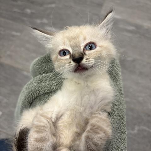 Chase - Male - Domestic MH