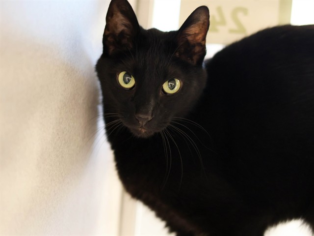 Jinx - Male - Domestic SH
