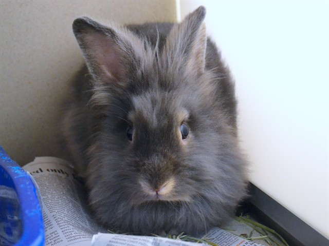 Thumper - Male - Lionhead