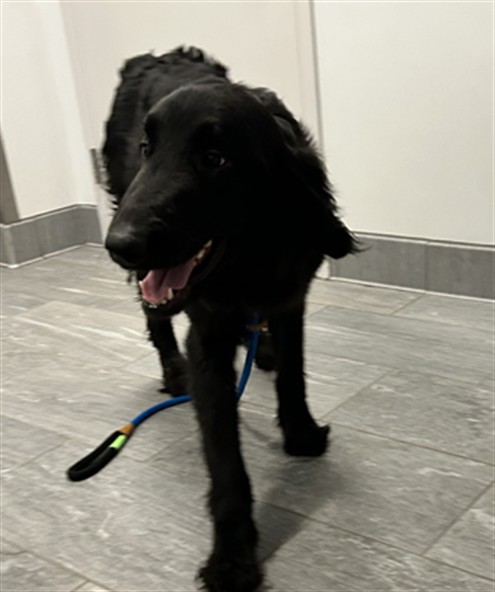 Jerry - Male - Flat Coat Retriever-Mix