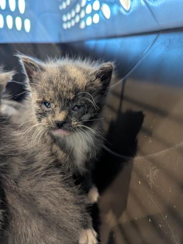 Bitty - Female - Domestic SH