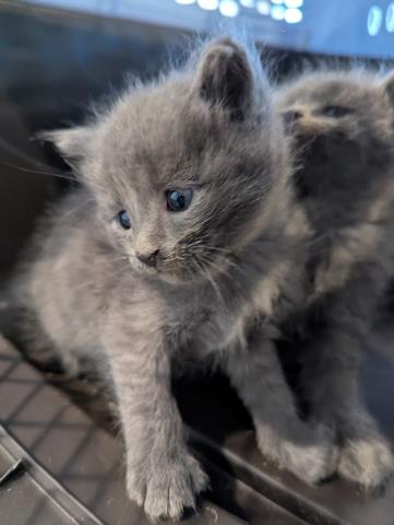 Teeny - Female - Domestic SH