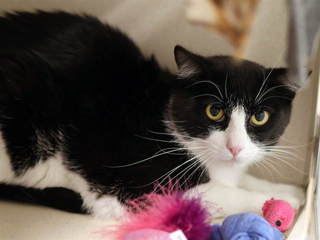 Mr Mistoffelees - Male - Domestic SH