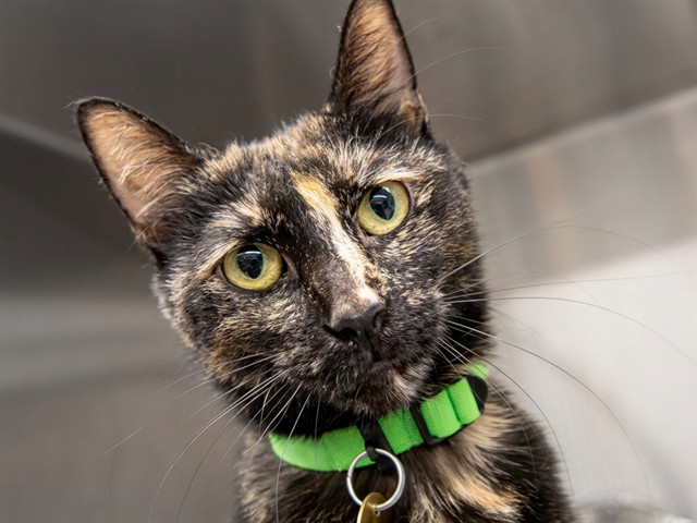 Flower - Female - Domestic SH