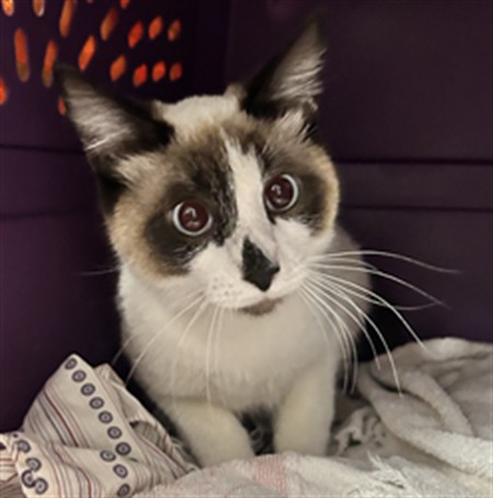 Bandit - Male - Domestic SH
