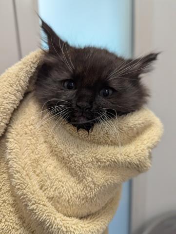 Felix - Male - Domestic SH