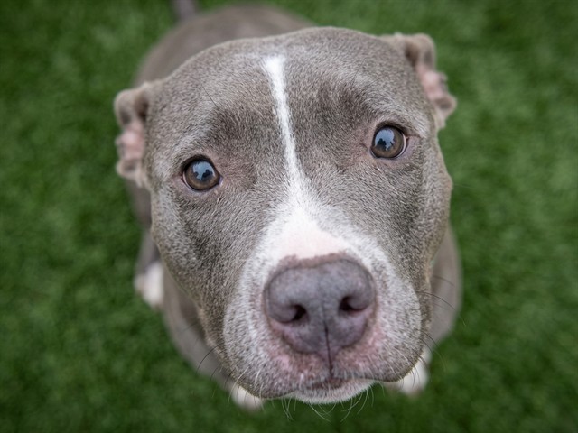 Marsha - Female - Pit Bull-Mix