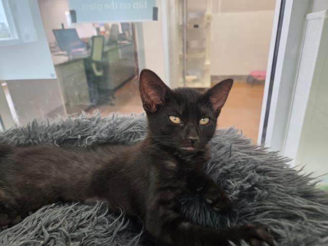 Mini - Female - Domestic SH