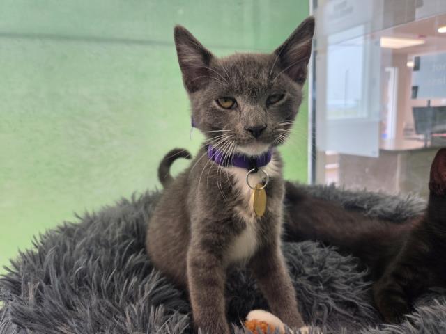 Cuddles - Male - Domestic SH