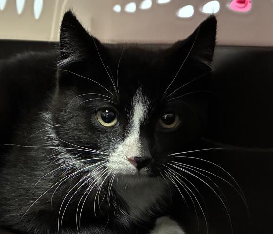 Copland - Male - Domestic SH