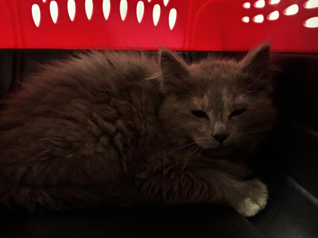 Vivaldi - Female - Domestic SH