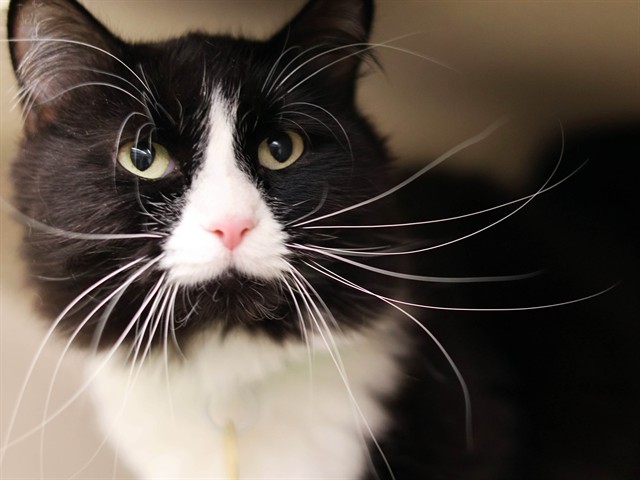 Tuxe - Female - Domestic MH