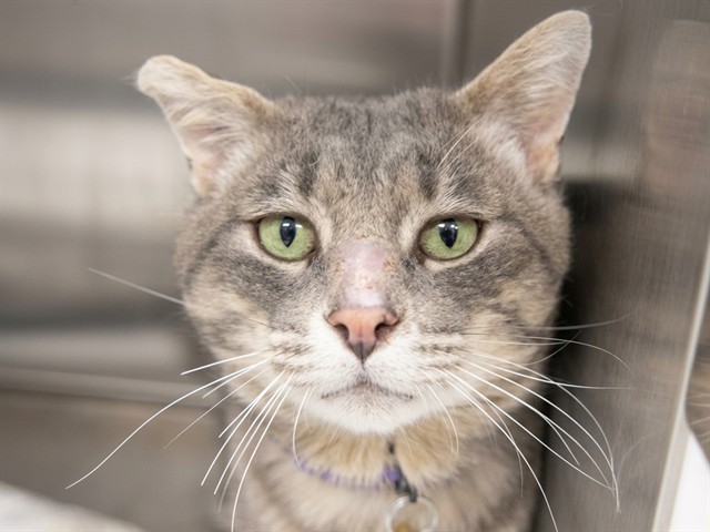 Popcorn - Male - Domestic SH