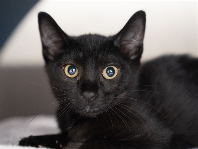 Milo - Male - Domestic SH