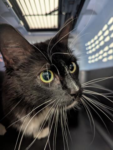Kim - Female - Domestic LH