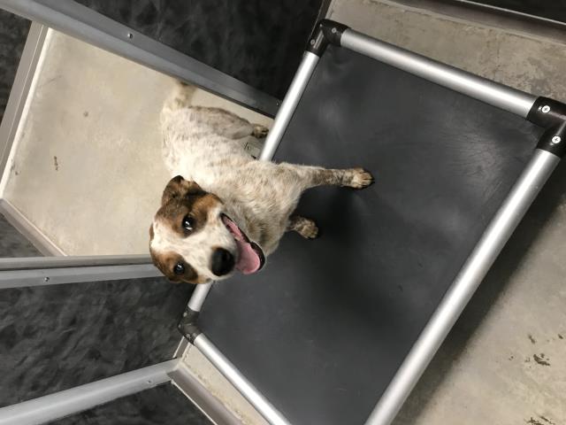 Mocha - Female - Australian Cattle Dog