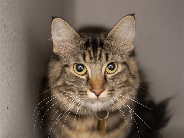 Sabrina - Female - Domestic MH