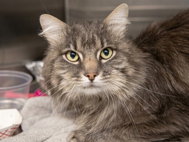 Coconut - Male - Domestic MH